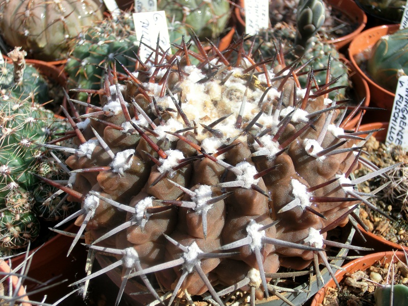 Gymnocalycium pilziorum