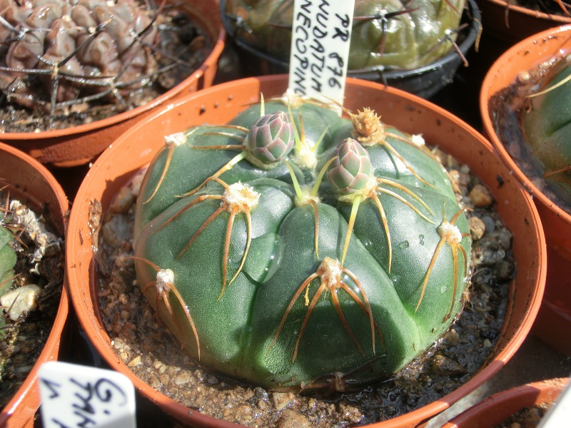 Gymnocalycium denudatum