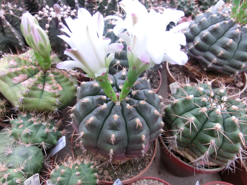 Gymnocalycium damsii v. tucavocaense