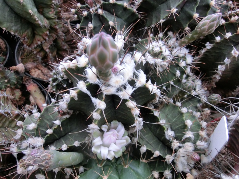 Gymnocalycium mihanovichii