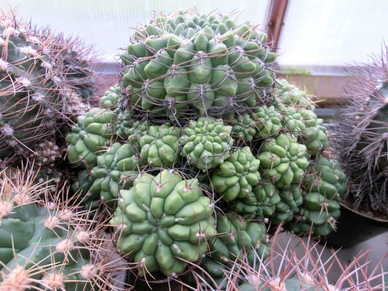 Gymnocalycium monvilei JN