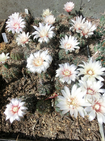 Gymnocalycium erinaceum