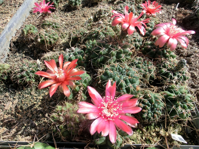 Gymnocalycium baldianum