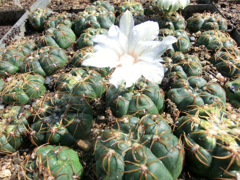 Gymnocalycium denudatum