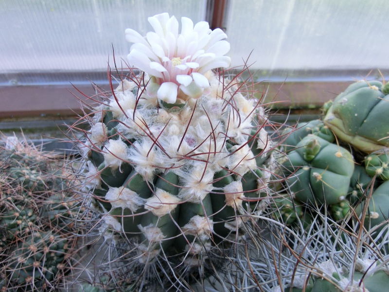 Gymnocalycium curvispinum