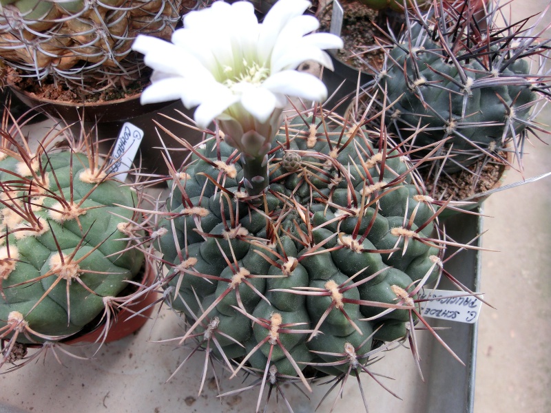 Gymnocalycium schroederianum Kiesling