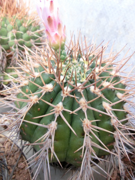 Gymnocalycium eurypleurum