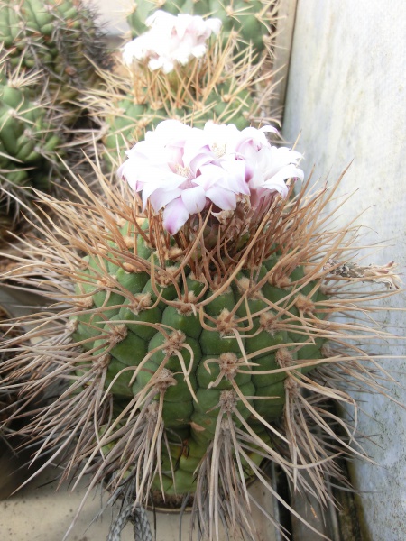 Gymnocalycium eurypleurum