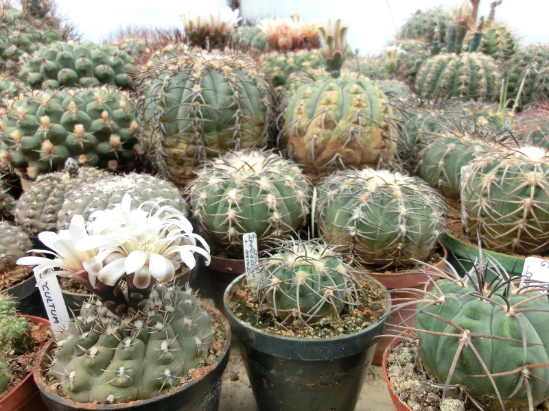 Gymnocalycium spegazzini major šuba st.