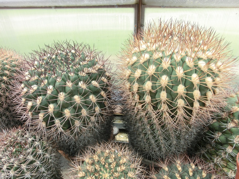 Gymnocalycium saglionis
