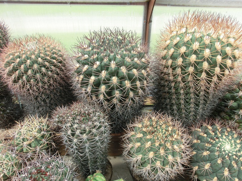 Gymnocalycium saglionis