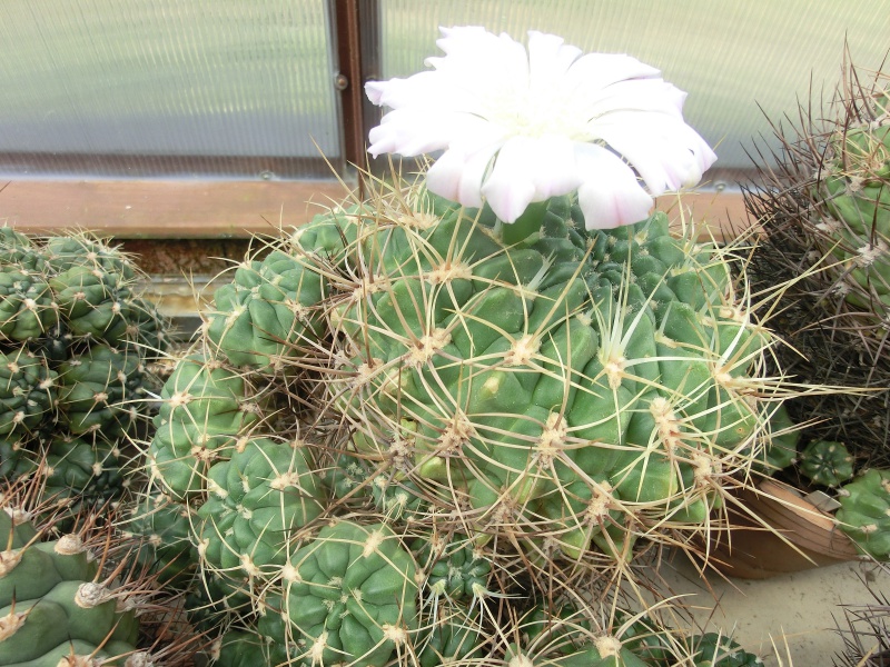 Gymnocalycium monvilei JN