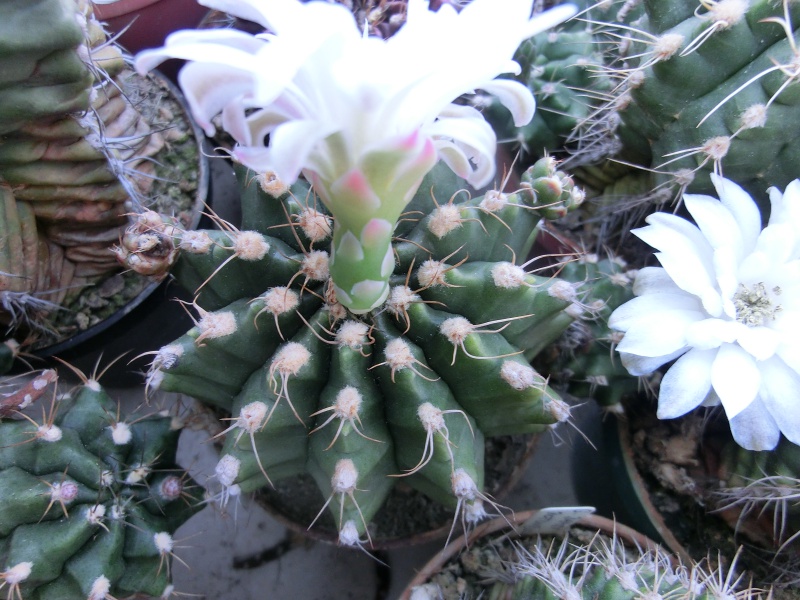 Gymnocalycium damsii v. torulosum