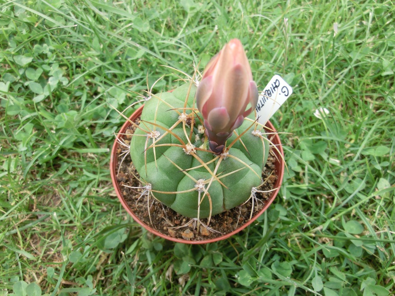 Gymnocalycium chiquitanum (žlutý trn)