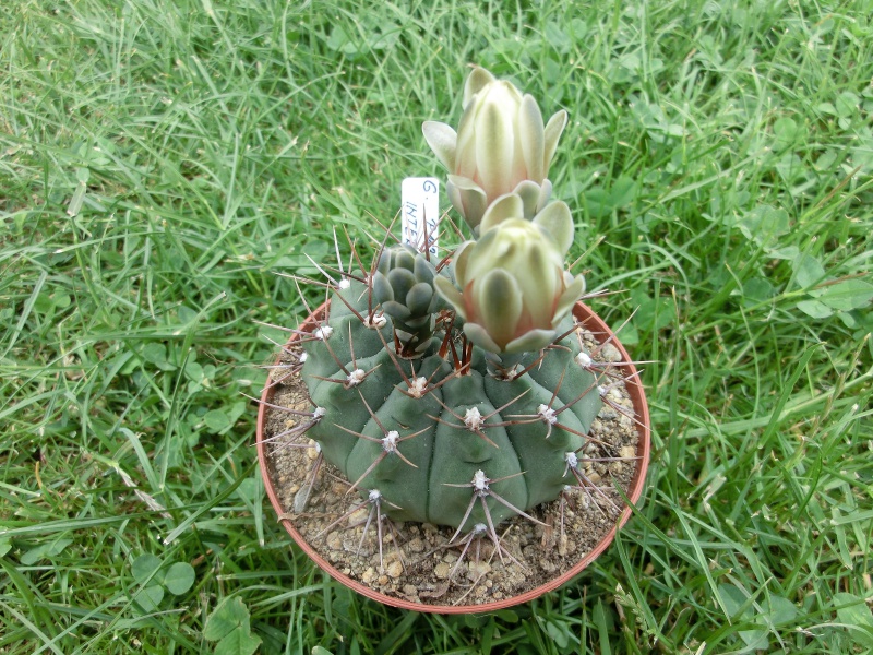 Gymnocalycium intermedium