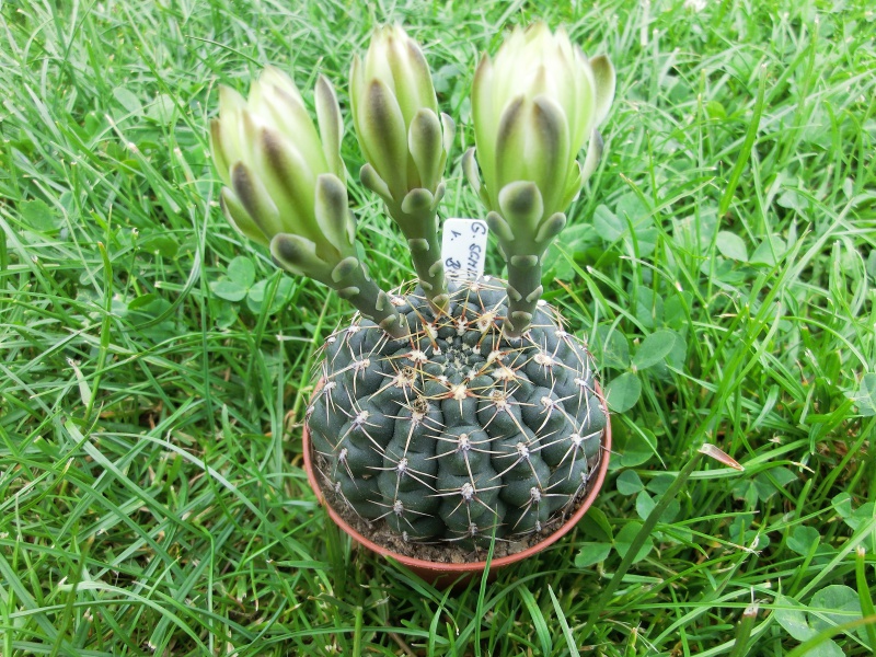 Gymnocalycium schroederianum v. paucispinum