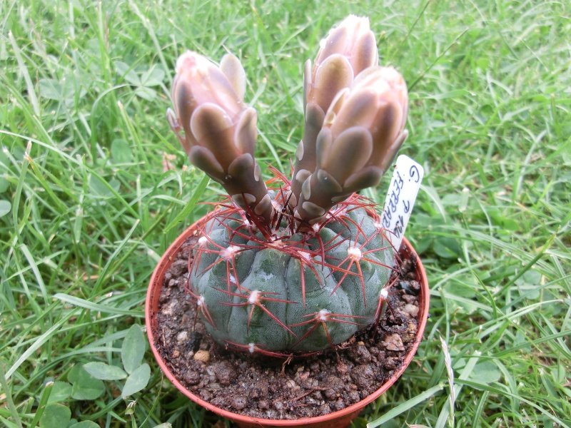 Gymnocalycium ferrari