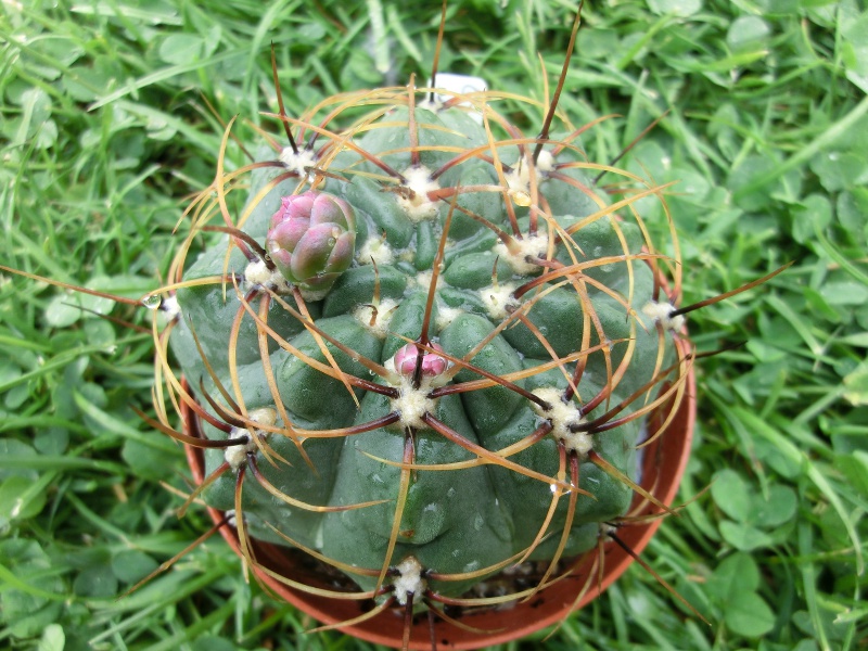 Gymnocalycium monvilei JN