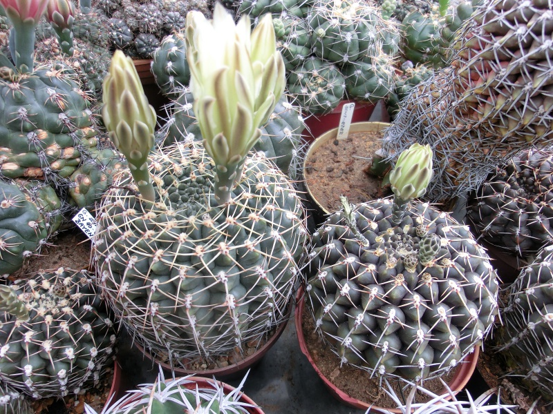Gymnocalycium schroederianum v. paucispinum