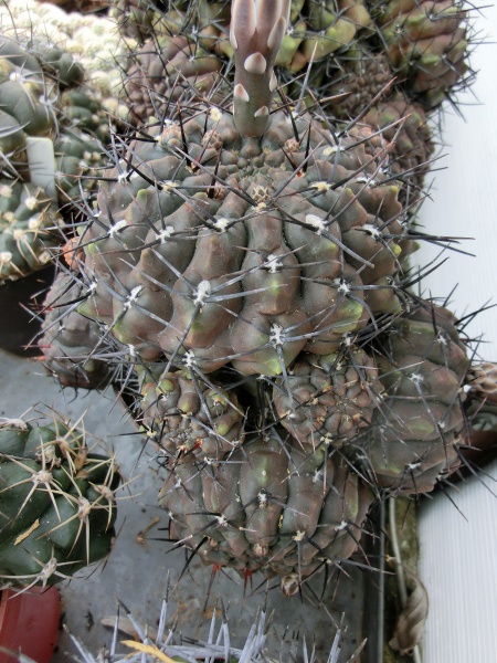 Gymnocalycium striglianum