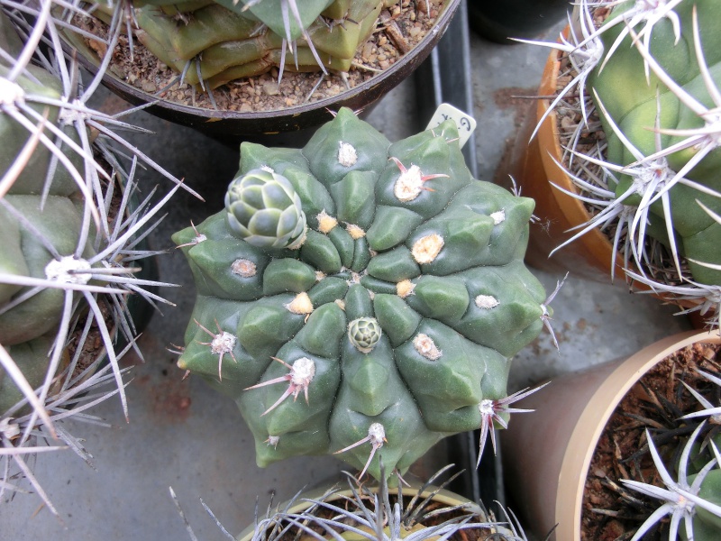 Gymnocalycium fischeri