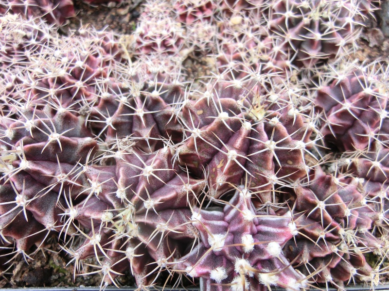 Gymnocalycium fridrichii sensu venclů