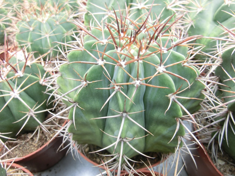 Melocactus axiniphorus (modrý)