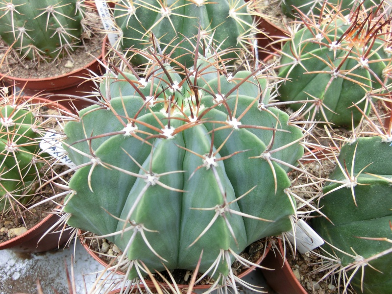 Melocactus axiniphorus (modrý)
