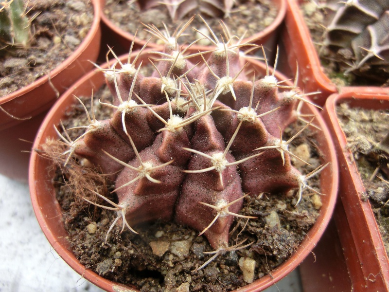 Gymnocalycium fridrichii sensu venclů