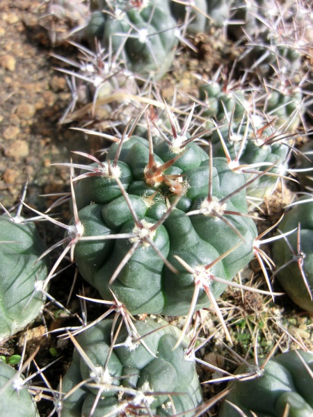 Gymnocalycium striglianum v. herminae