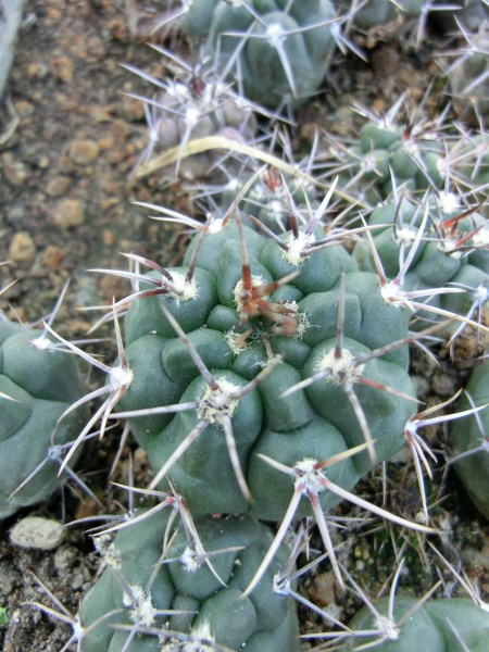 Gymnocalycium striglianum v. herminae