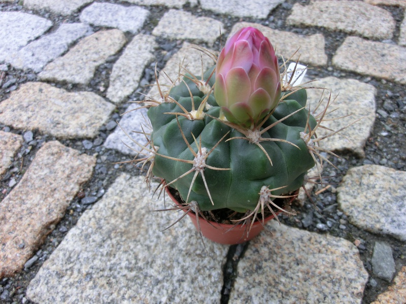 Gymnocalycium monvilei JN