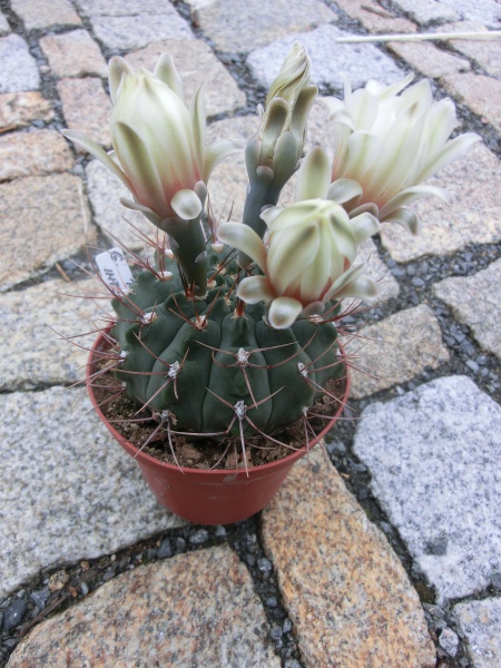 Gymnocalycium intermedium