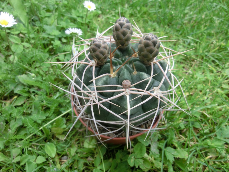 Gymnocalycium ritterianum