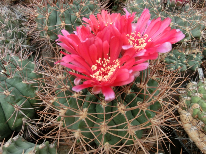 Gymnocalycium tillianum