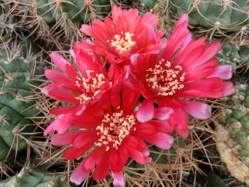 Gymnocalycium tillianum