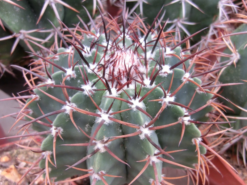 Melocactus axiniphorus (modrý)