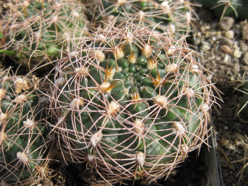 Gymnocalycium calochlorum