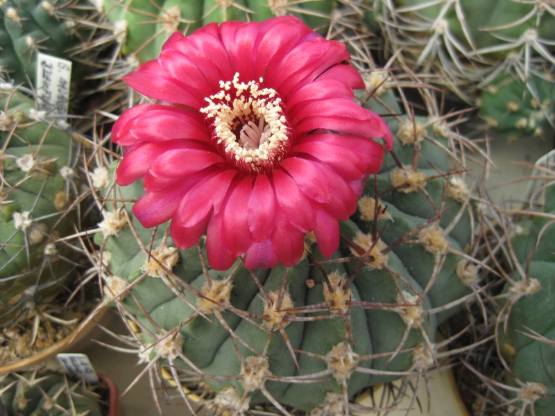 Gymnocalycium carminanthum