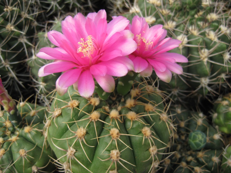 Gymnocalycium denudatum Jan uba