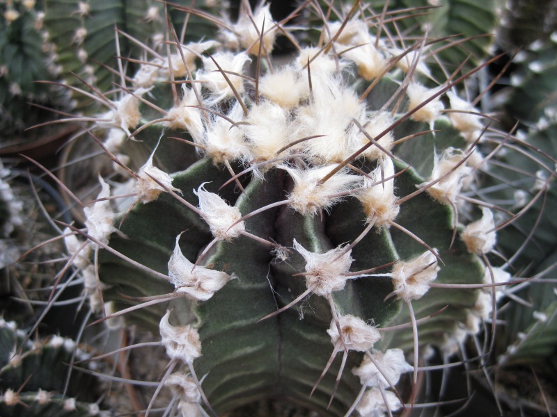 Gymnocalycium friedrichii