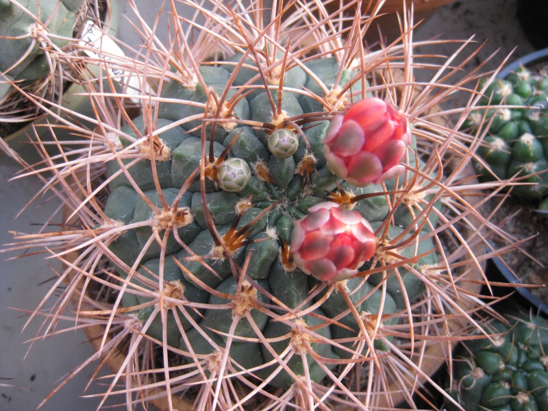 Gymnocalycium tillianum