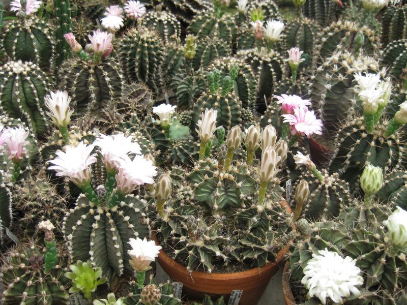 Gymnocalycium friedrichii