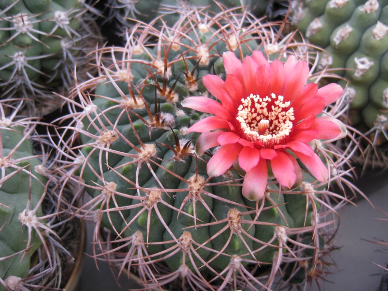 Gymnocalycium carminanthum