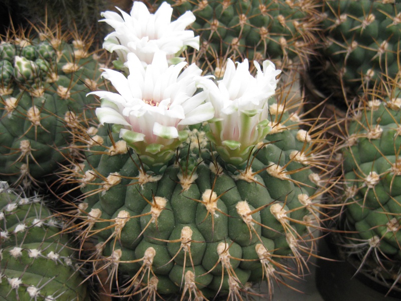 Gymnocalycium eytianum