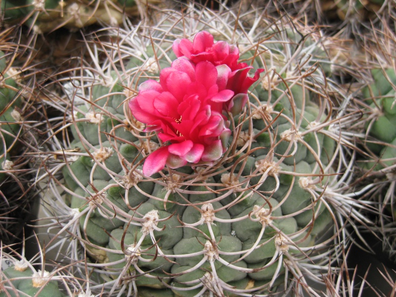 Gymnocalycium tillianum