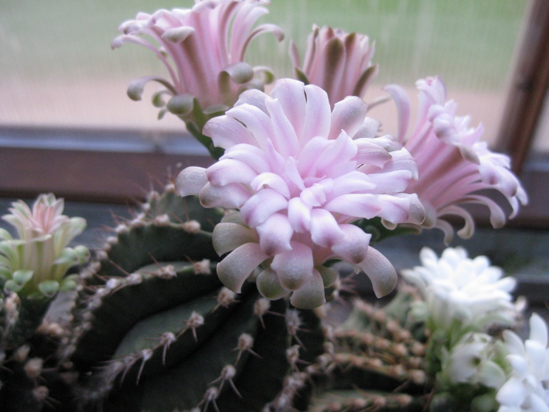 Gymnocalycium mihanovichii