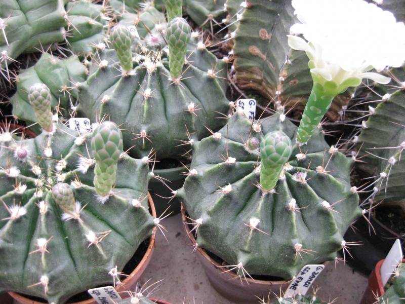 Gymnocalycium friedrichii sp. yredague Moser