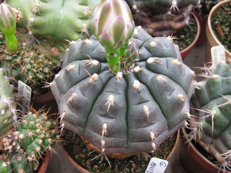 Gymnocalycium damsii v. tucavocaense