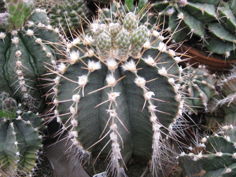 Gymnocalycium friedrichii